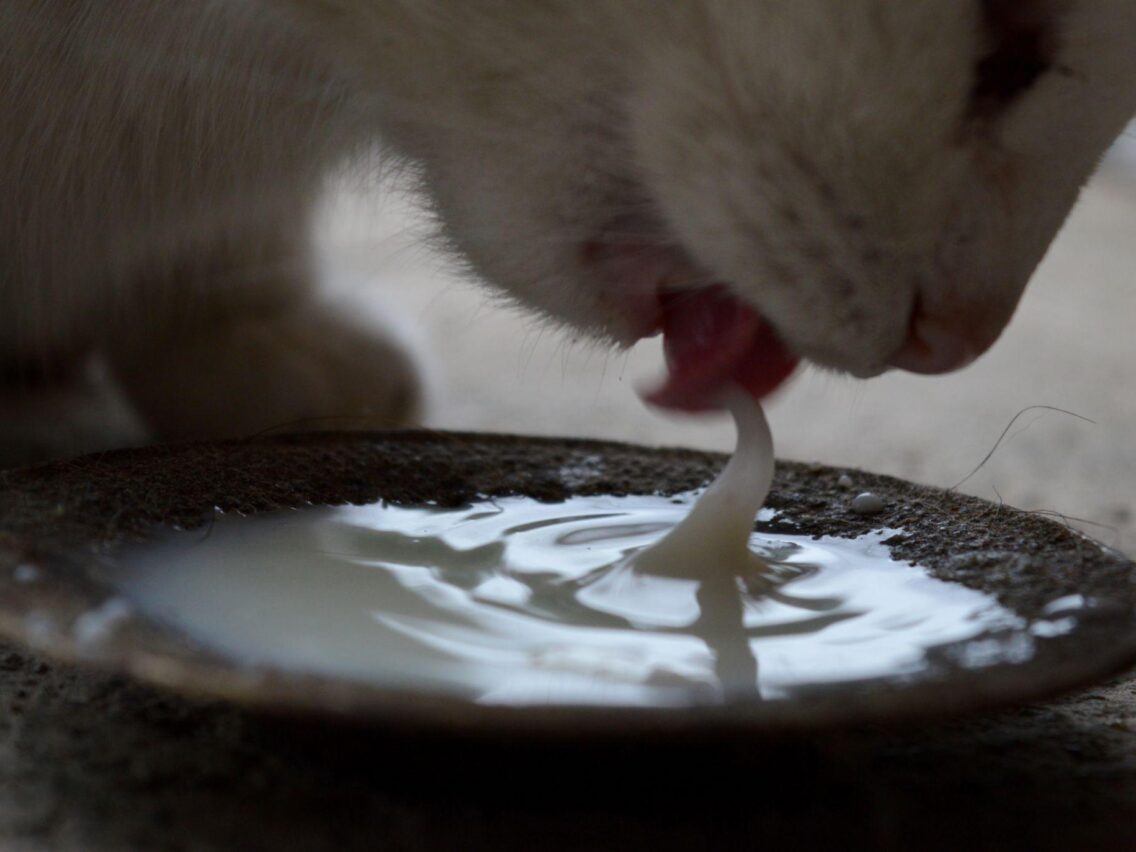 Can Cats Drink Milk? What Every Owner Should Know