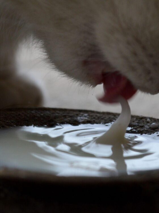 Can Cats Drink Milk? What Every Owner Should Know