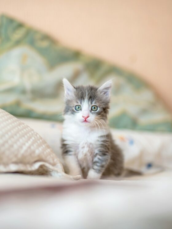 Can Cats Drink Milk? What Every Owner Should Know