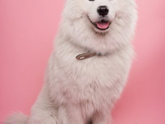 7 Engaging Activities for Your New Puppy