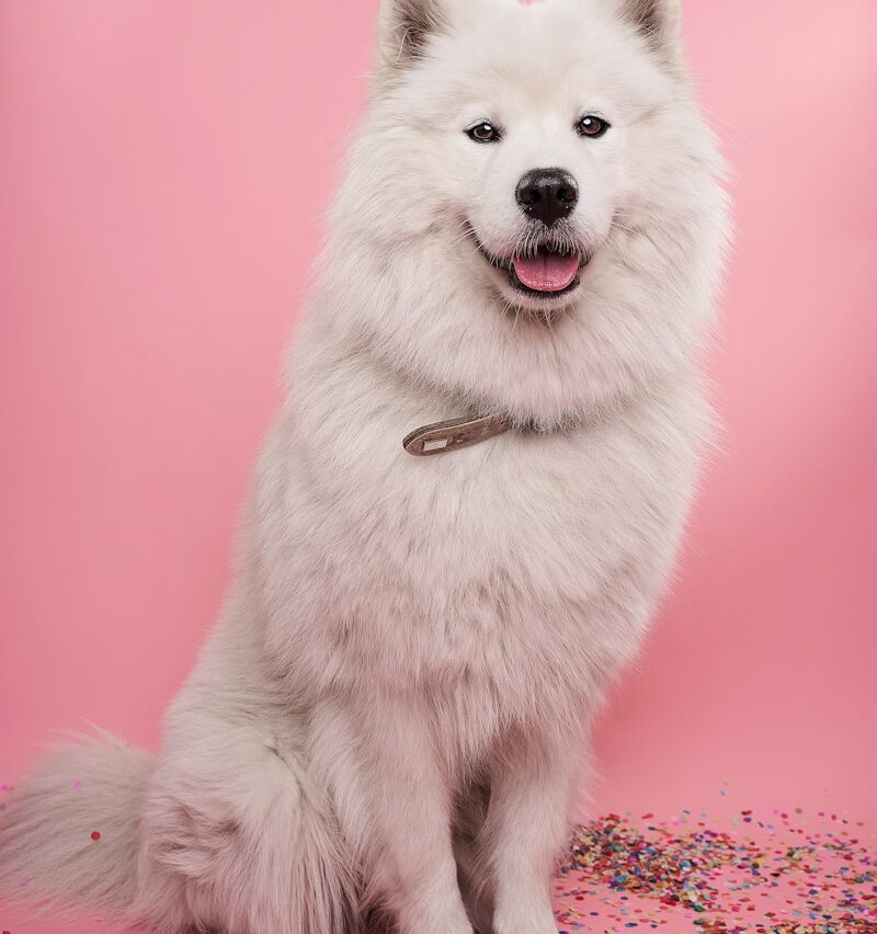 7 Engaging Activities for Your New Puppy