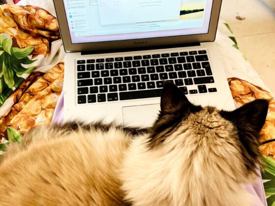 Hidden Costs of Pet Ownership You Need to Know