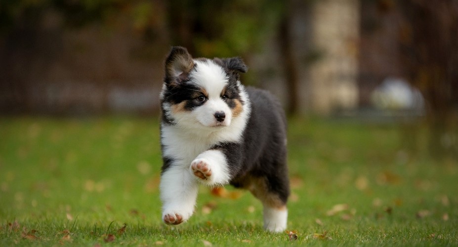7 Fun Things to Do With Your First Puppy
