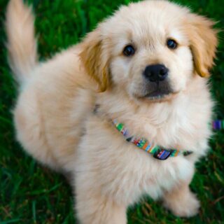 Can Cats Drink Milk? What Every Owner Should Know