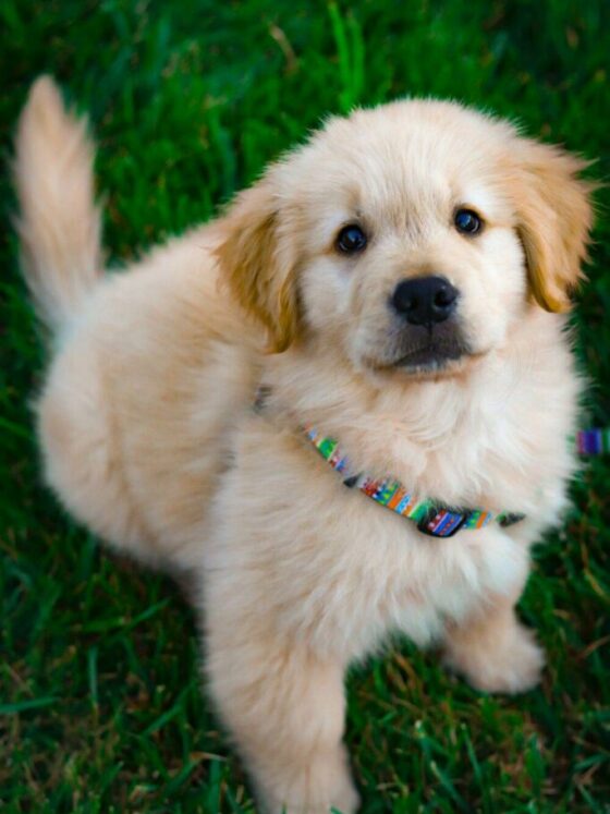 7 Engaging Activities for Your New Puppy