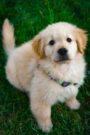7 Engaging Activities for Your New Puppy