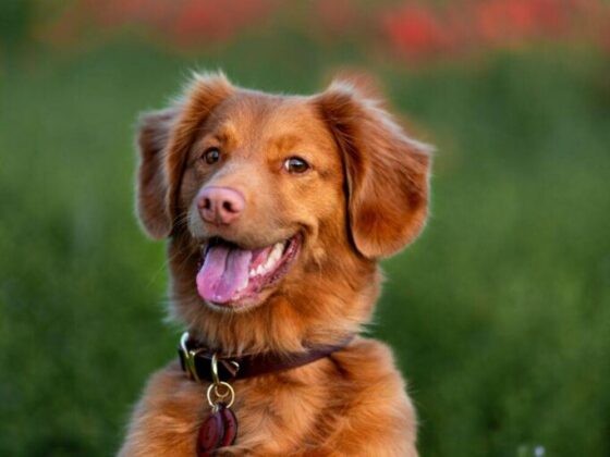 Travelling as a Dog Owner