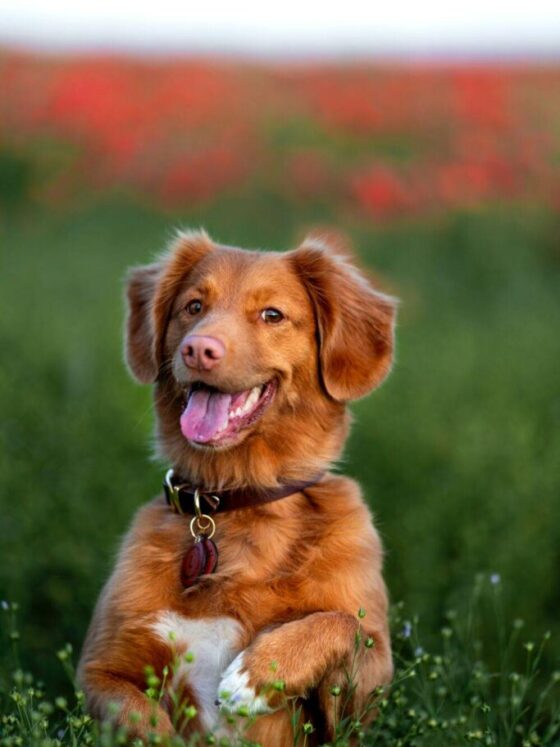 Travelling as a Dog Owner