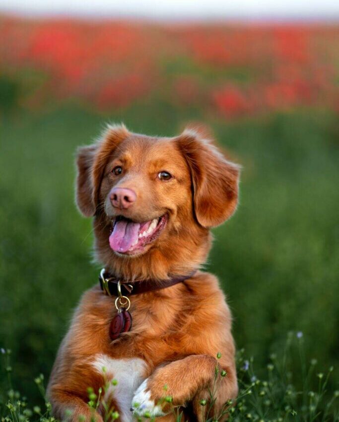 Travelling as a Dog Owner