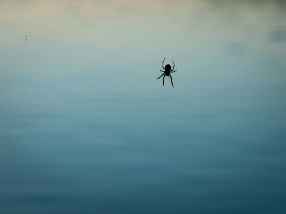 World’s 25 Top Strangest Phobias