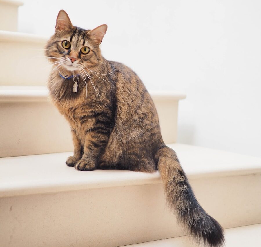 Navigating the Quirky World of Cat Sayings