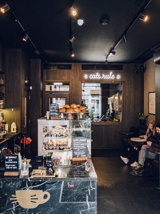 Review Of Java Whiskers Cat Café In Marylebone