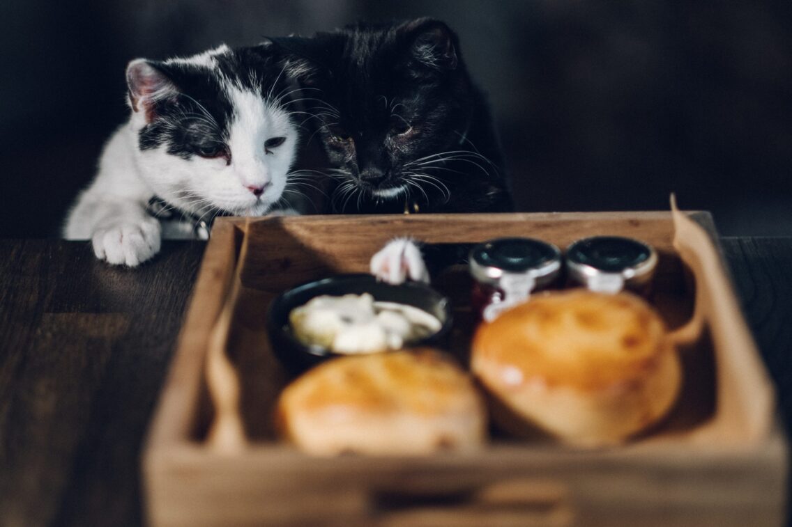 Review Of Java Whiskers Cat Café In Marylebone