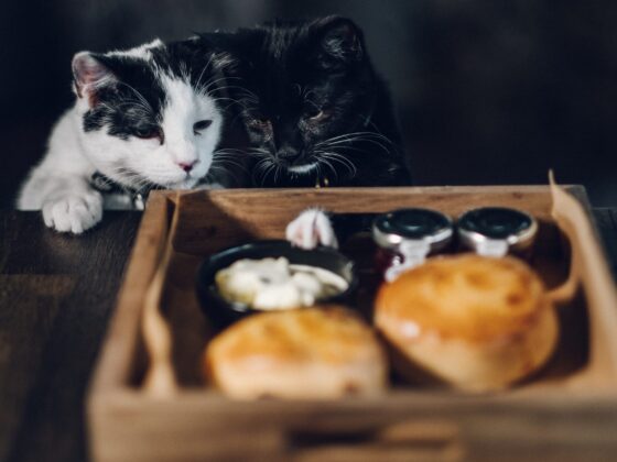 Review Of Java Whiskers Cat Café In Marylebone