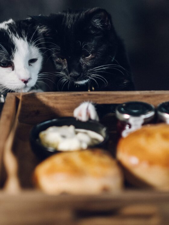 Review Of Java Whiskers Cat Café In Marylebone