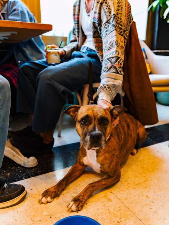 POPP Review: Where Malta Goes for Good Drinks